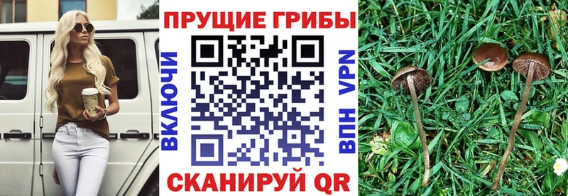 Псилоцибиновые грибы MAGIC MUSHROOMS  цены   Сухой Лог 